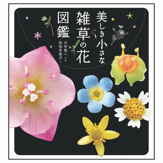 5737web美しき小さな雑草の花枠付き.jpg