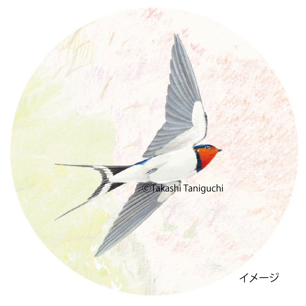 9 5 土 野鳥画家 谷口高司さんから 鳥の絵を描く ぬるコツを学ぼう Wild Bird スタッフブログ